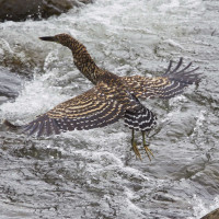 Fasciated Tiger-Heron